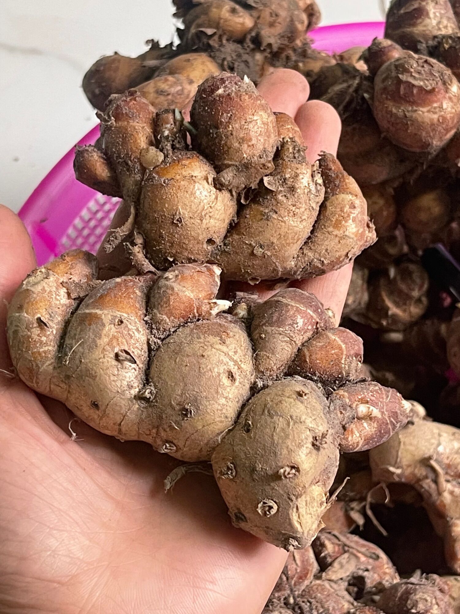 Địa liền tươi 1kg