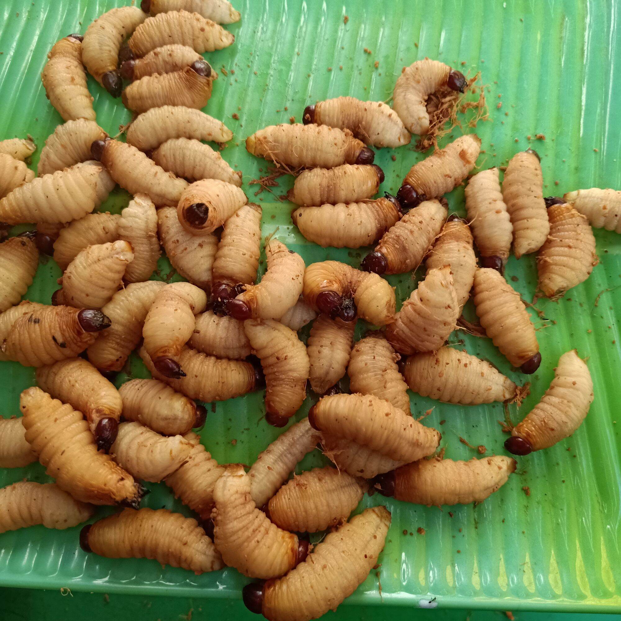 đuông dừa combo 40 con 230k