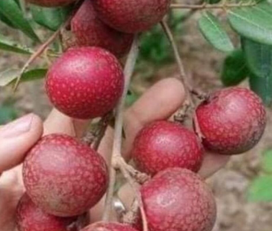 Cây nhãn tím