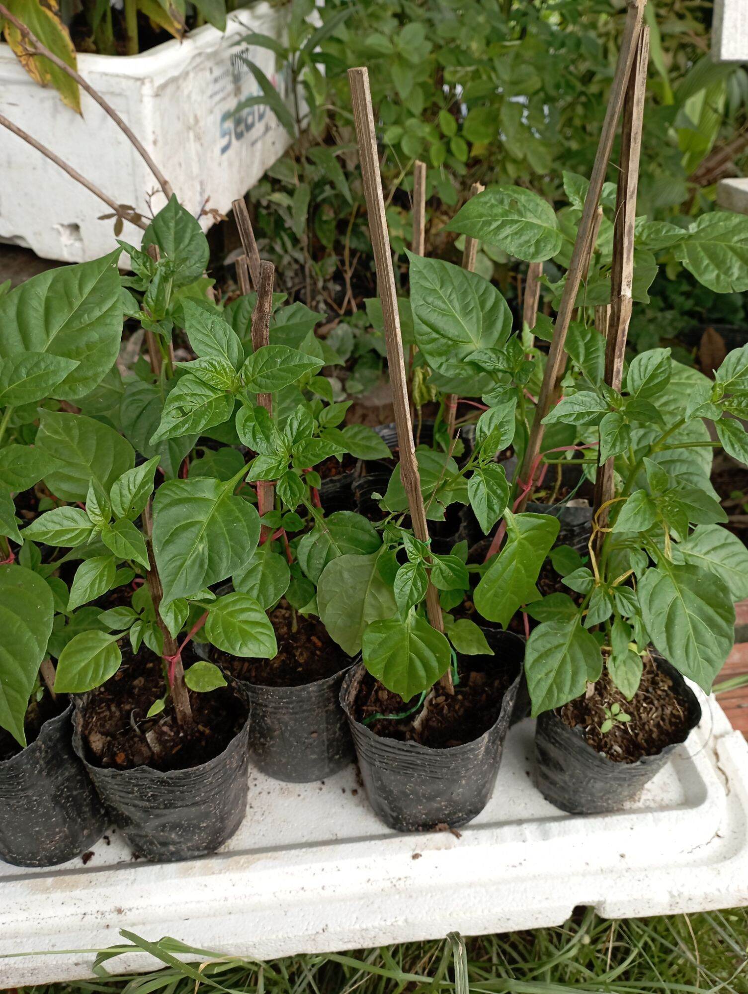 Cây giống Ớt Peru - Ớt đắt nhất TG h3
