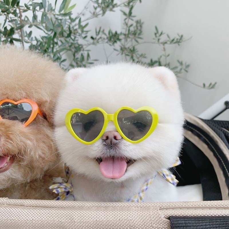 mắt kính cho mèo chó thú cưng bao ngầu