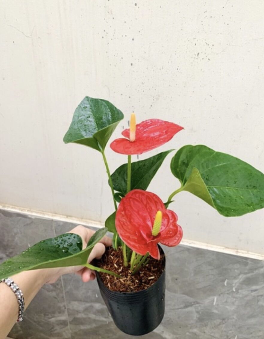 Cây hồng môn để bàn trồng thuỷ sinh được