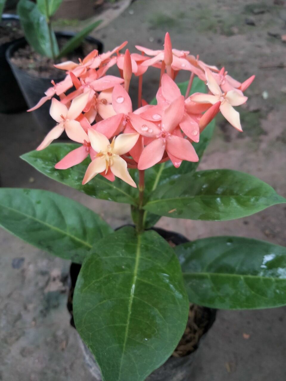 CÂY GIỐNG MỸ HƯỜNG (HOA SIÊU CHUẨN)