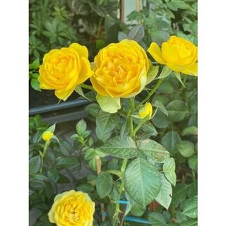 Hoa hồng bụi Tezza vàng siêu say hoa