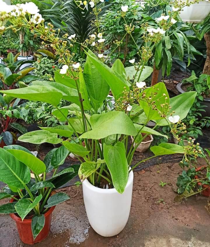 cây hoa bách thủy tiên đơn