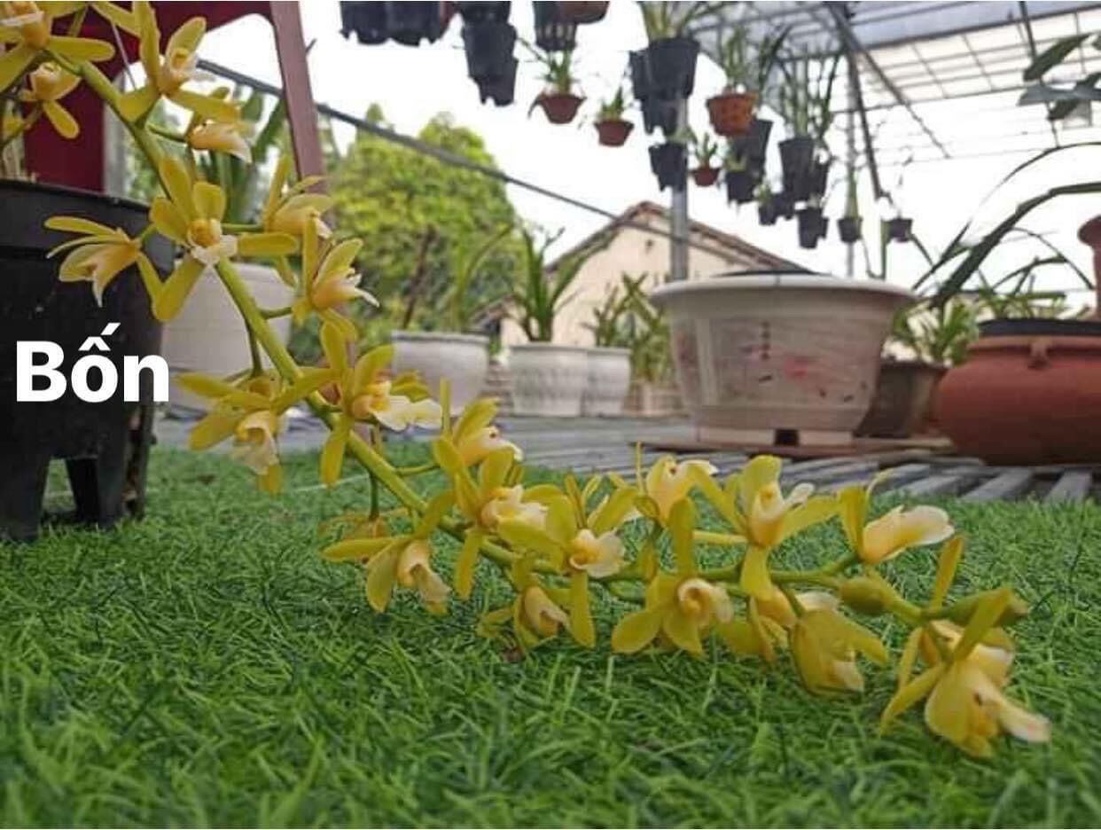 Hoa Lan kiếm Thái(1 cây)