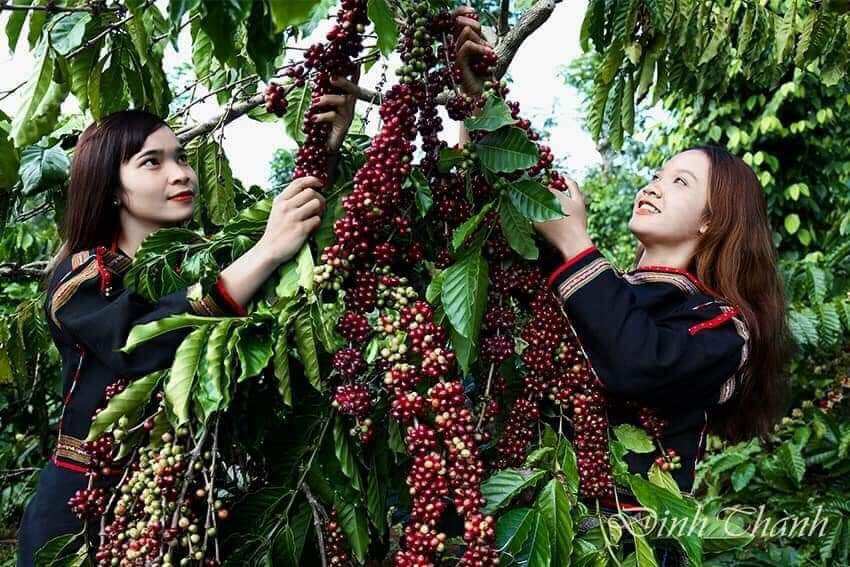 Bột cà Phê rang xay nguyên chất