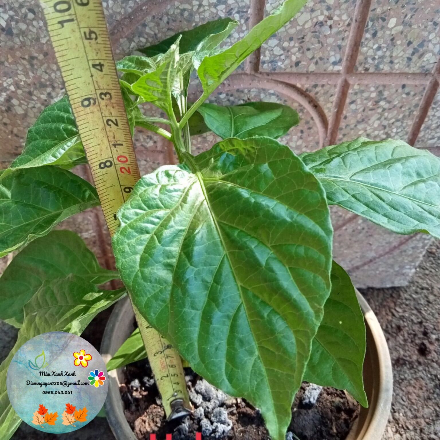 [CG] Cây Ớt habanero (màu vàng đồng) giá 100k/cây.