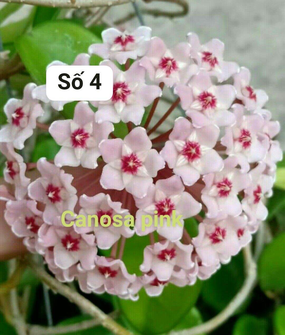 Cẩm cù hồng trưởng thành sắp hoa chuẩn màu