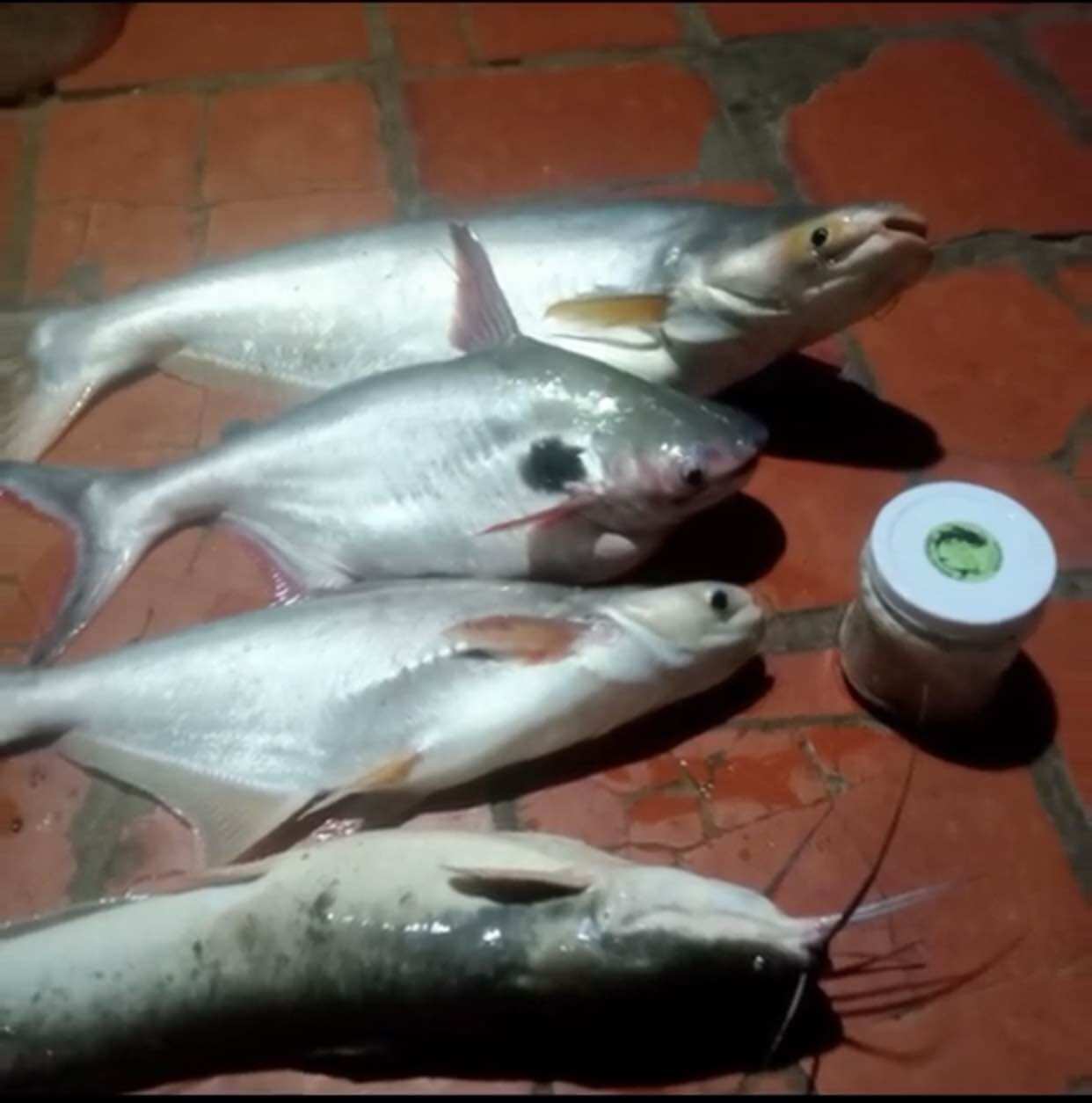 MỒI CHAO CÁ LĂNG CÁ DA TRƠN 500G
