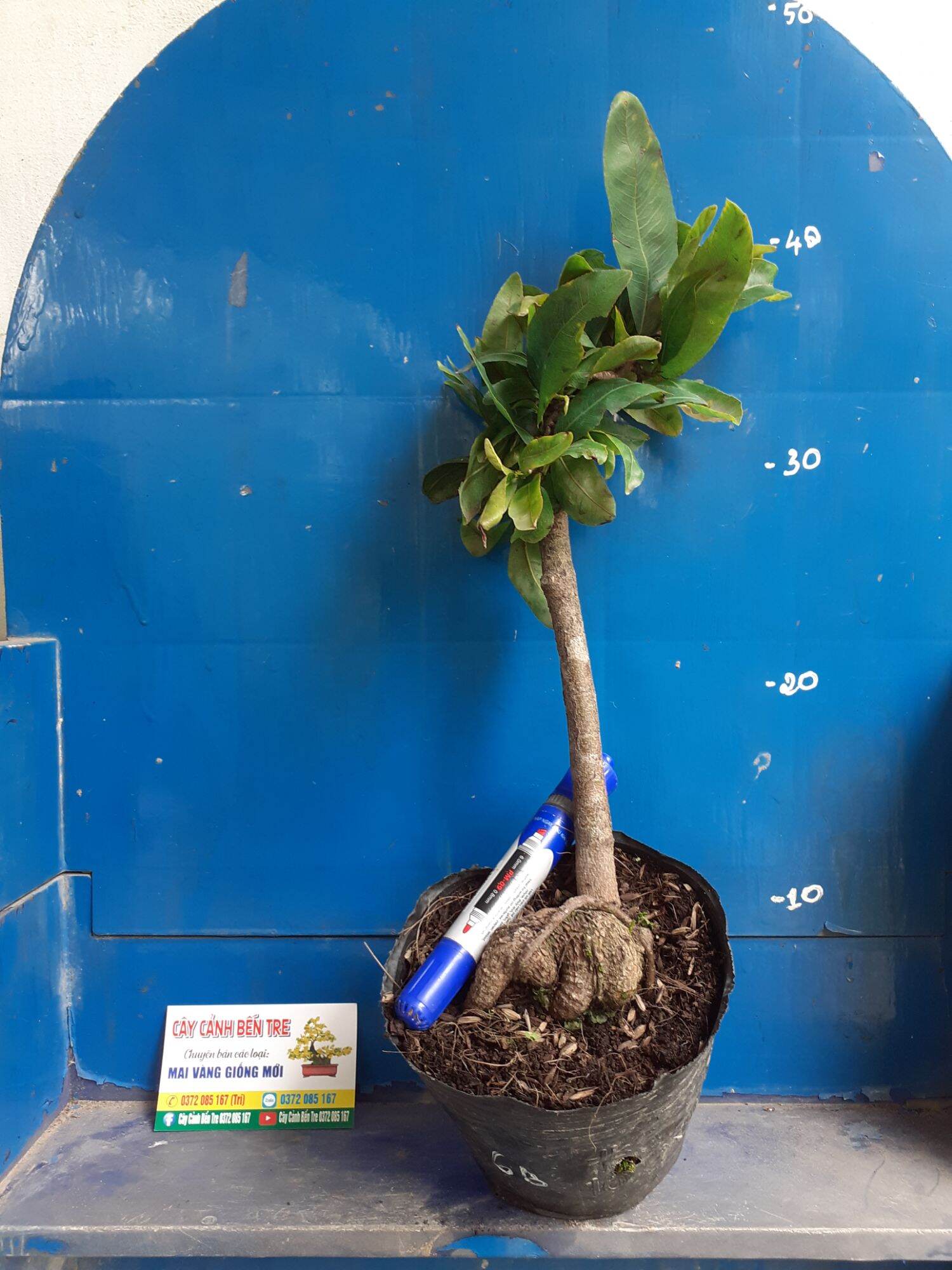 Mai Giảo tự xoắn