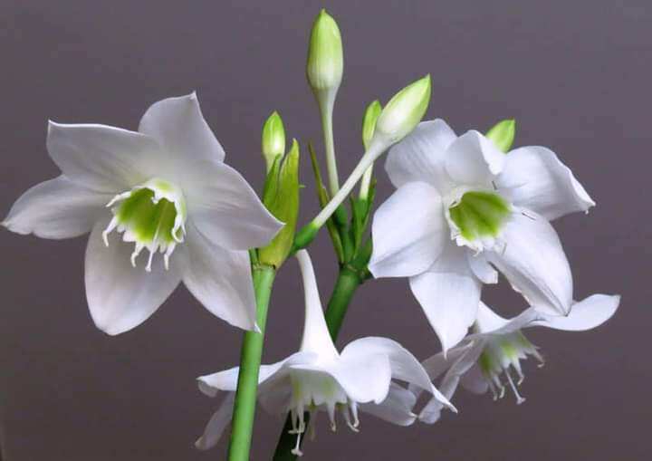 2 củ giống hoa ngọc trâm