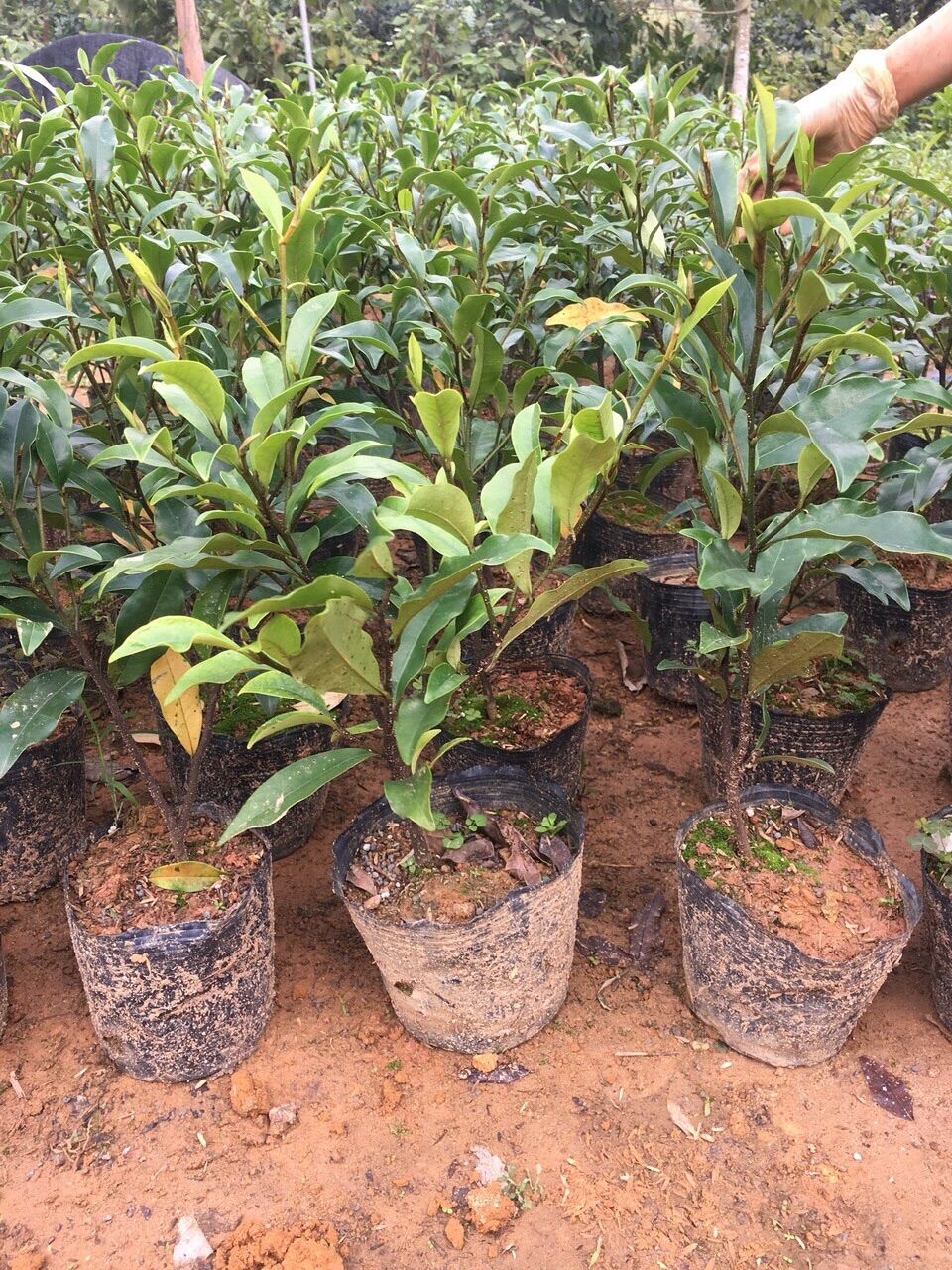 Hoa Lan tiêu giống