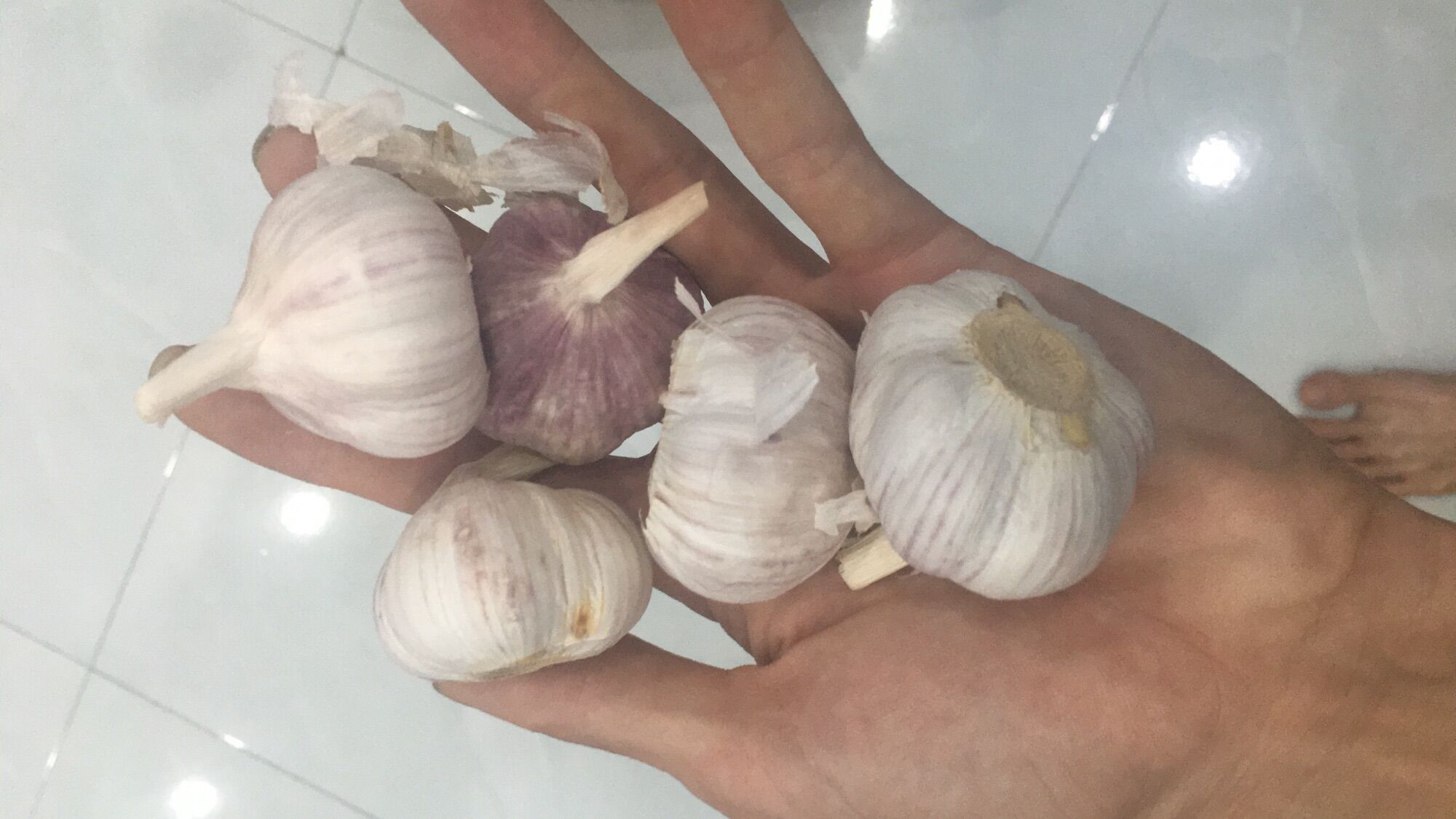 1kg tỏi lai