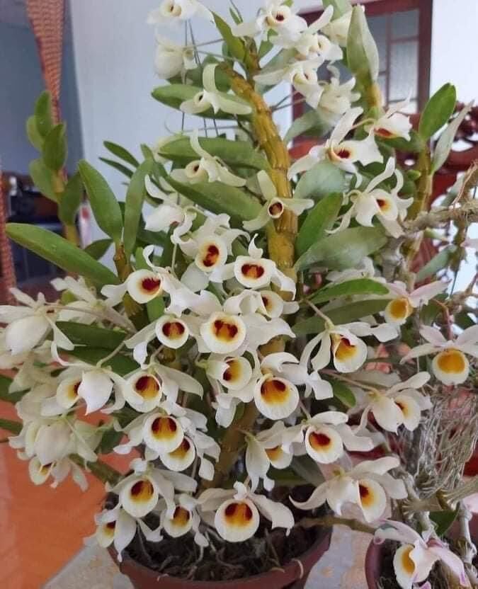 Hoa Lan quý hiếm hoàng phi hạc