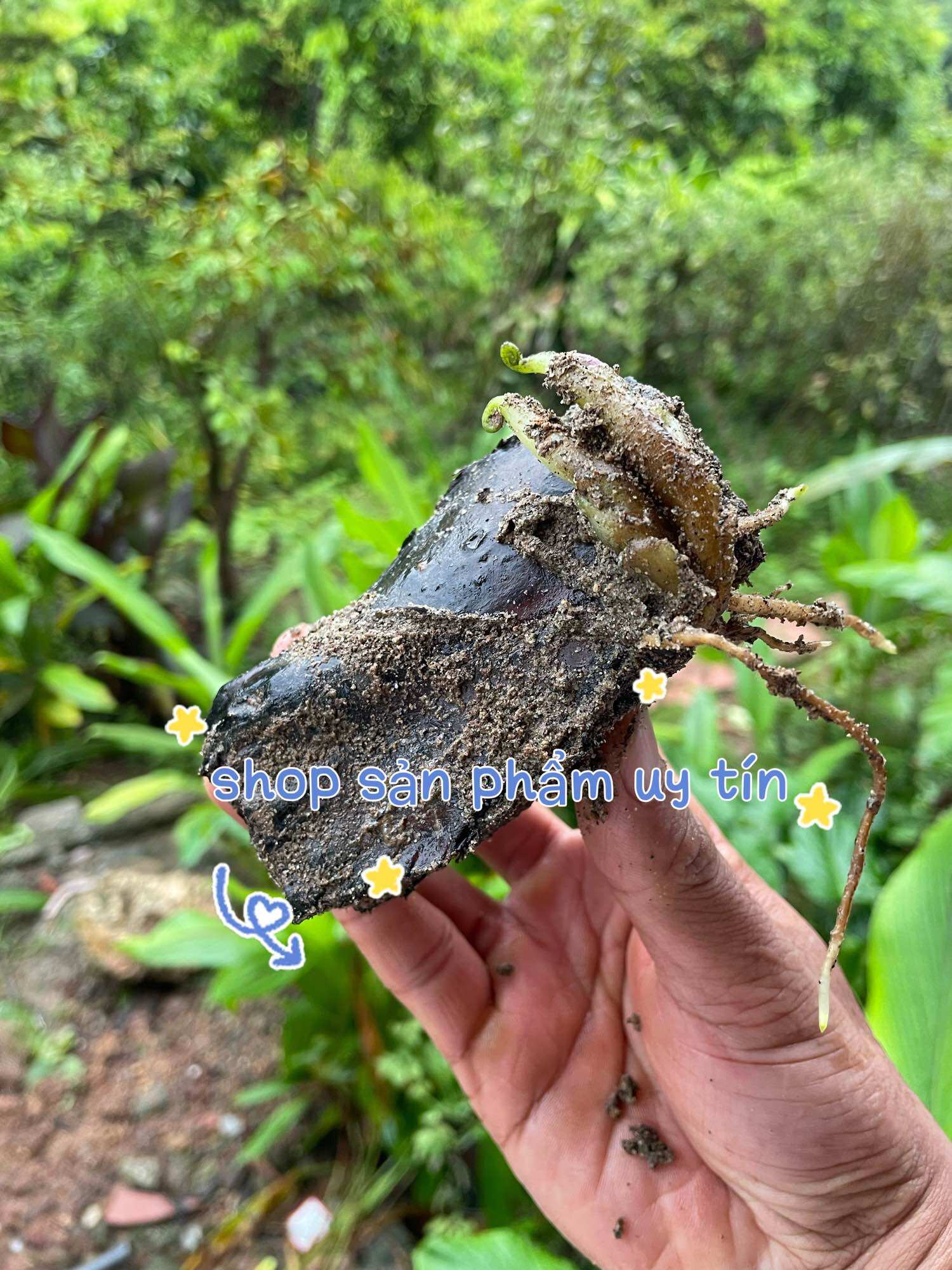 Dương xỉ vua (thân giống)