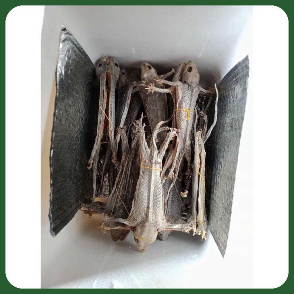 Tắc Kè Khô Size Trung Hàng Chuẩn Chất Lượng
