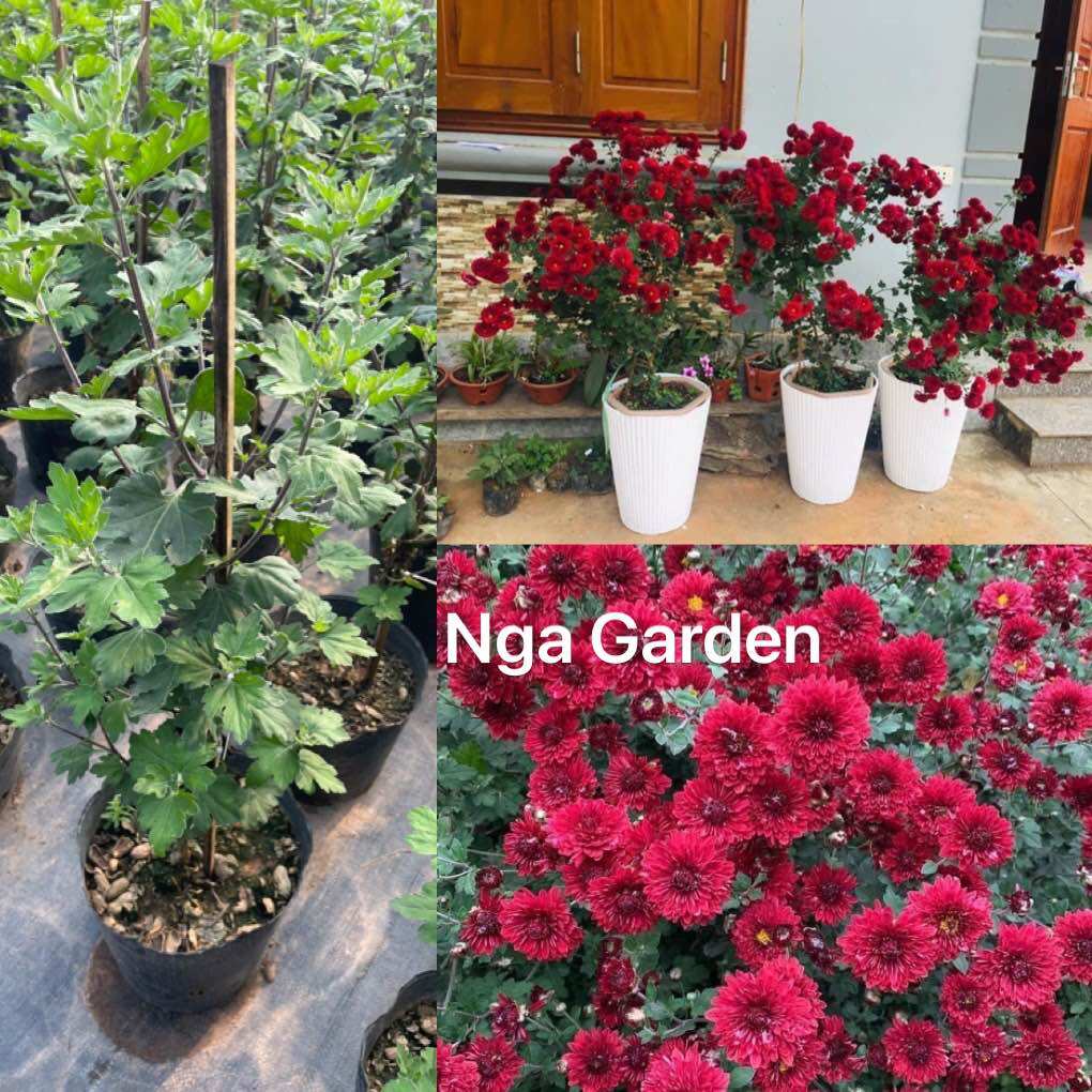 Cây hoa cúc cổ sơn la cao 50-60 cm