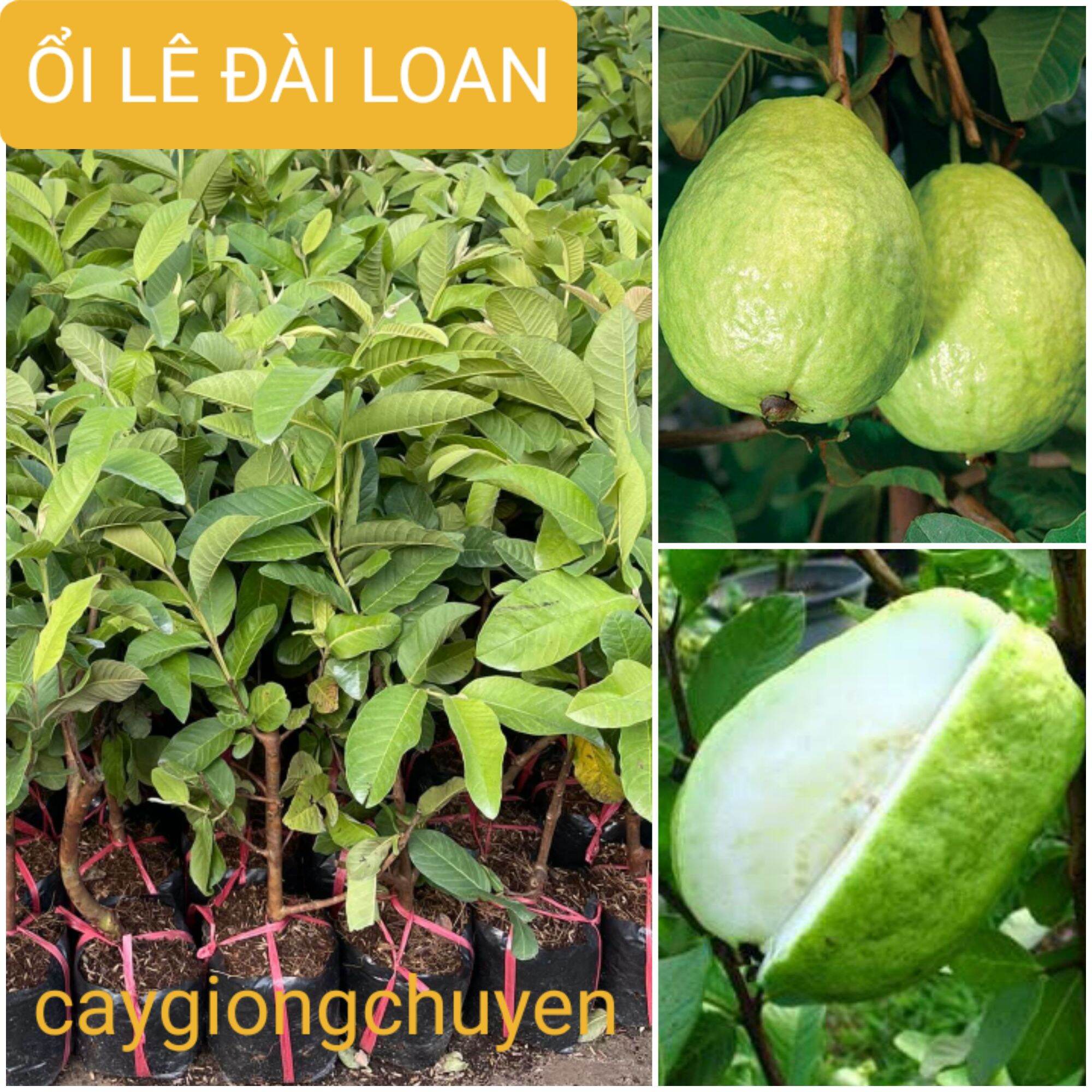 CÂY ỔI LÊ ĐÀI LOAN