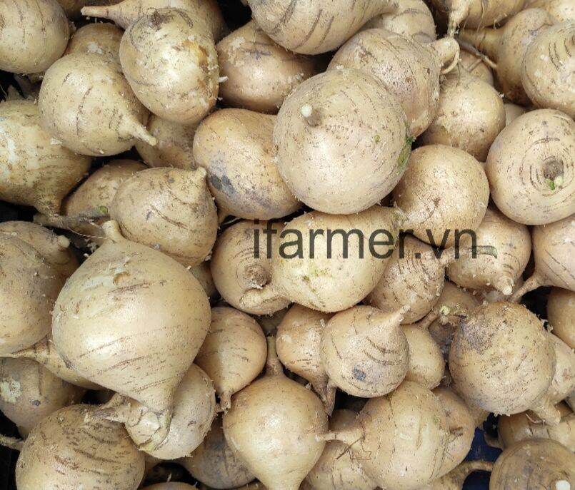 500g- củ sắn tươi lâm đồng