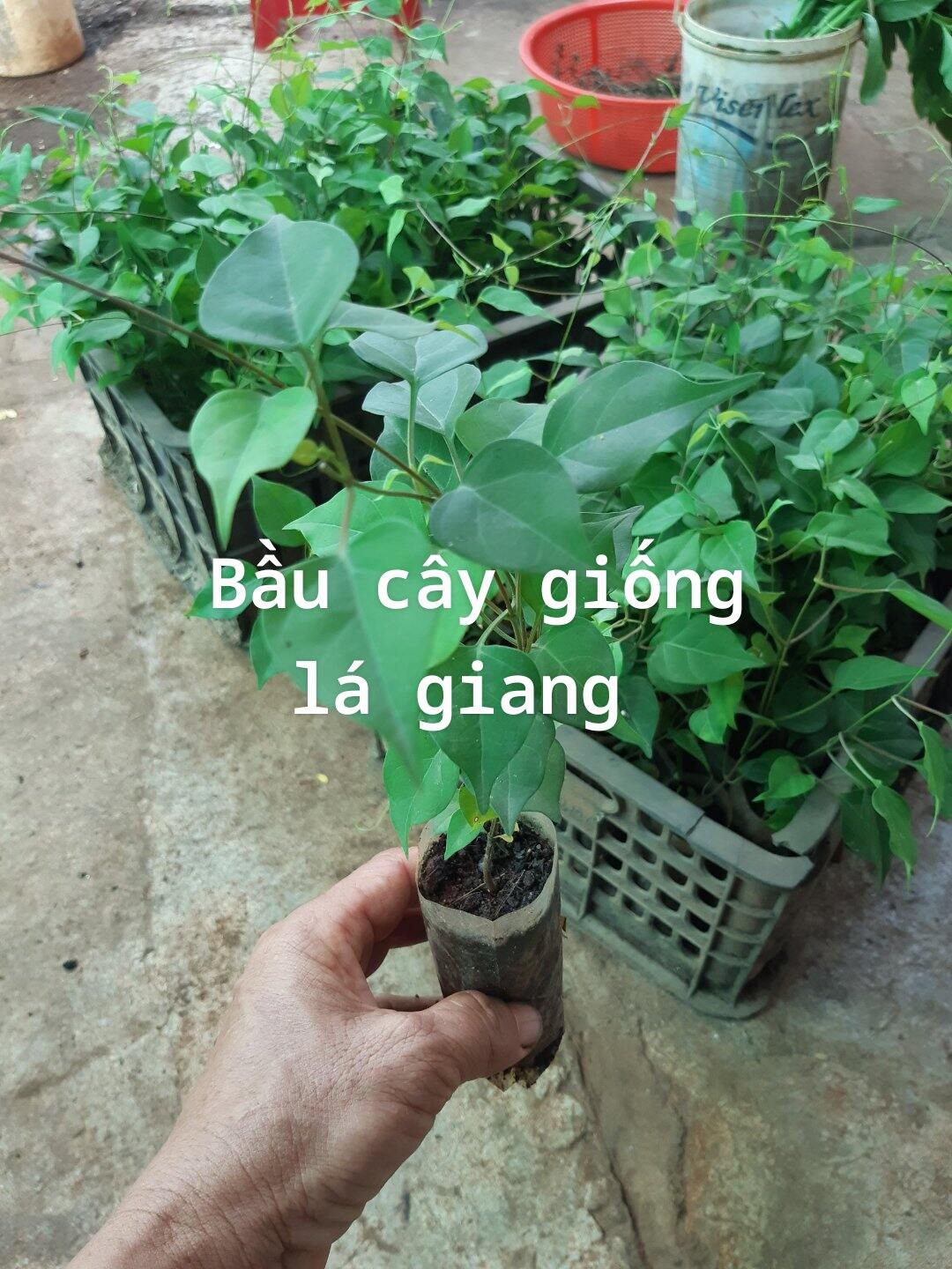 GÓI 30 HẠT GIỐNG CÂY LÁ GIANG