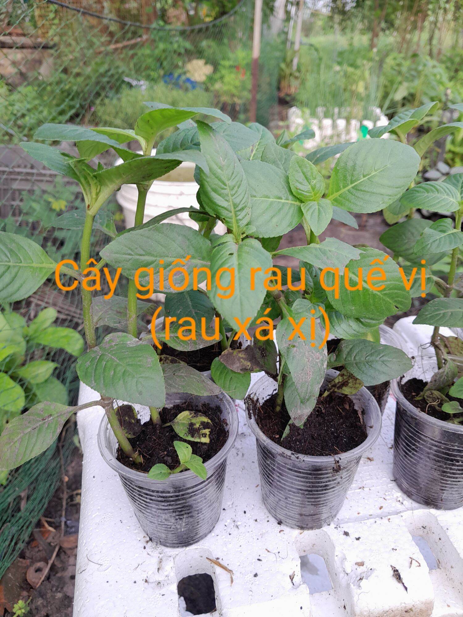 Combo 2 bầu cây rau quế vị (rau thơm xá xị)