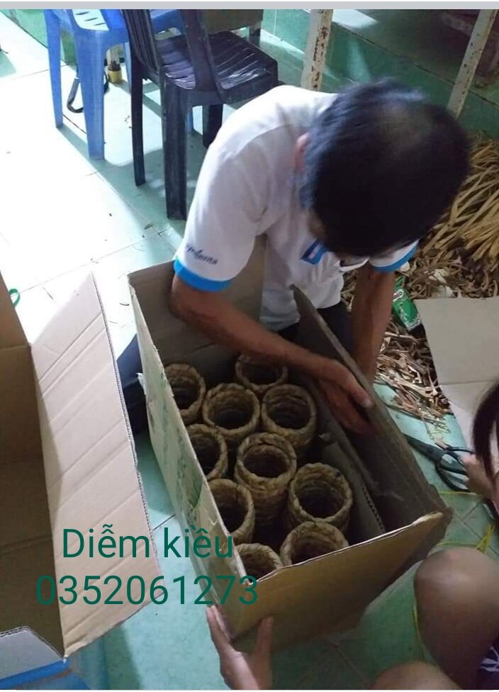 ĐẾ Chưng Dừa