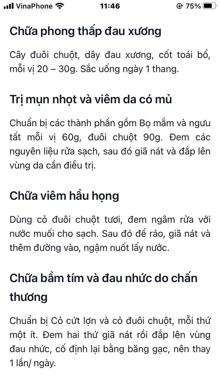 Cây đuôi chuột (3 cây)