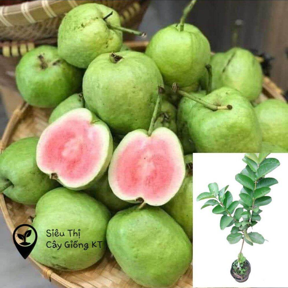 Cây ổi rubi giống mới cực giòn ngọt , siêu ít hạt.