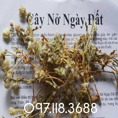 1kg cây nở ngày đất chuẩn .0971183688