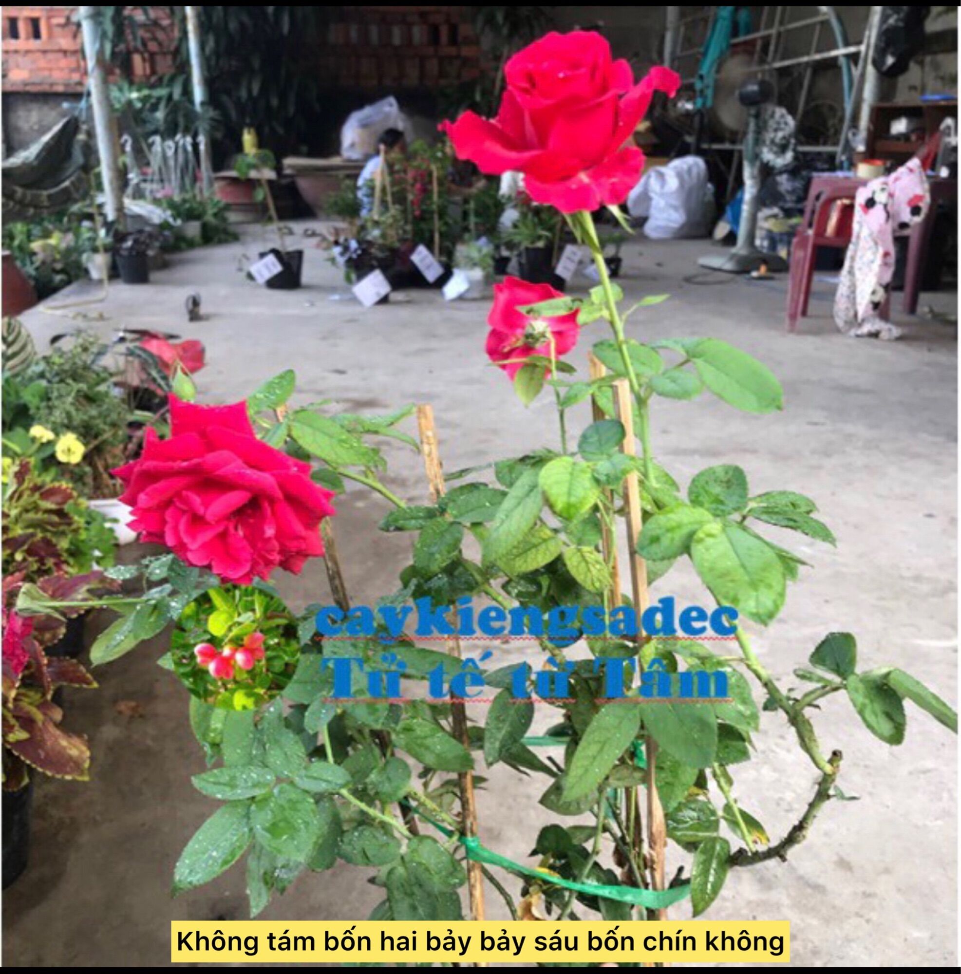 Caykiengsadec hoa Hồng Nhung + tặng phân bón