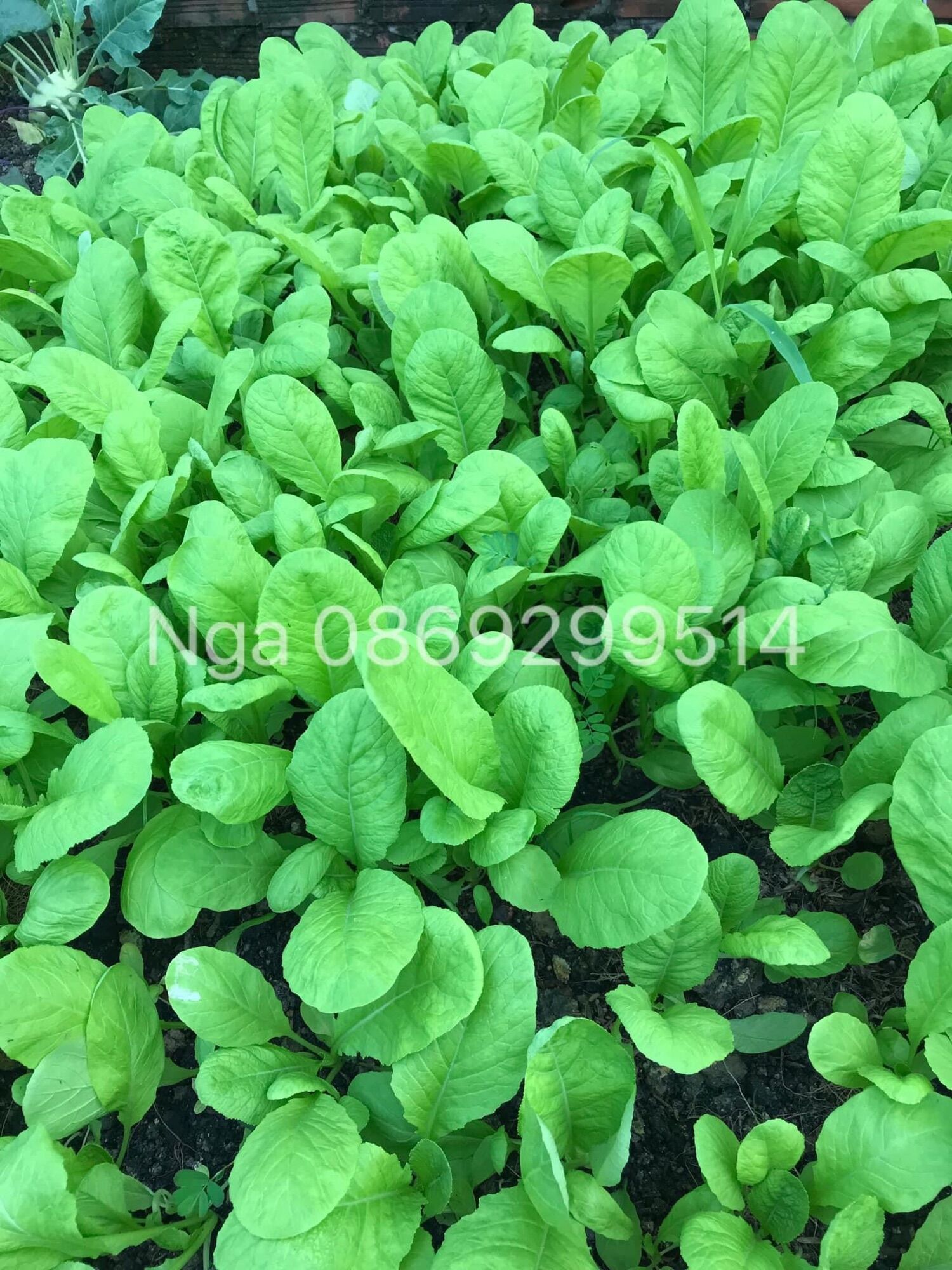túi 20gram Hạt giống cải mơ trồng quanh năm