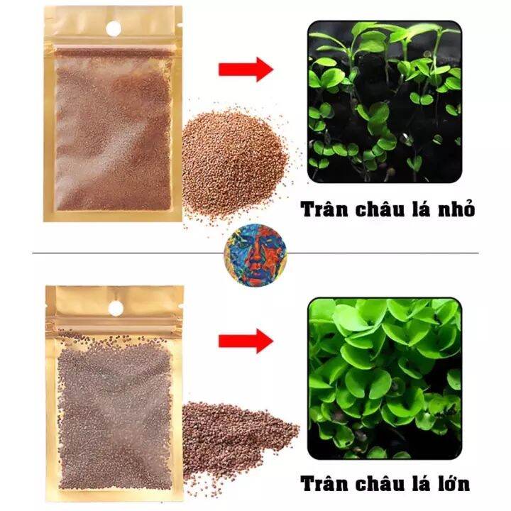 Hạt giống thủy sinh trân châu lá lớn
