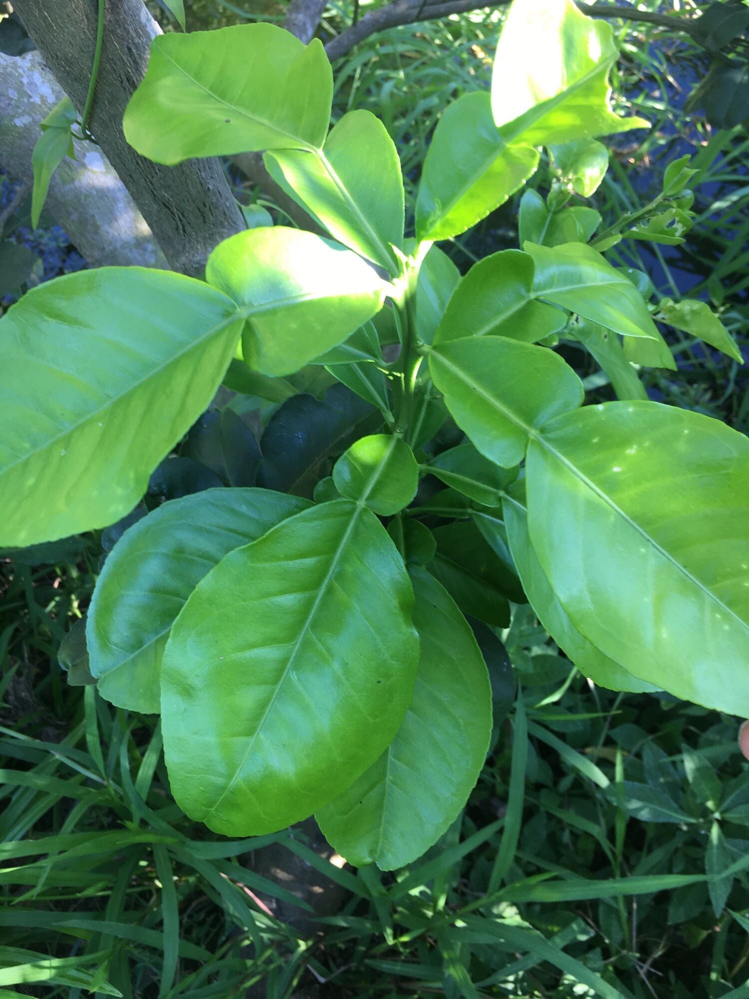 1kg lá bưởi tươi