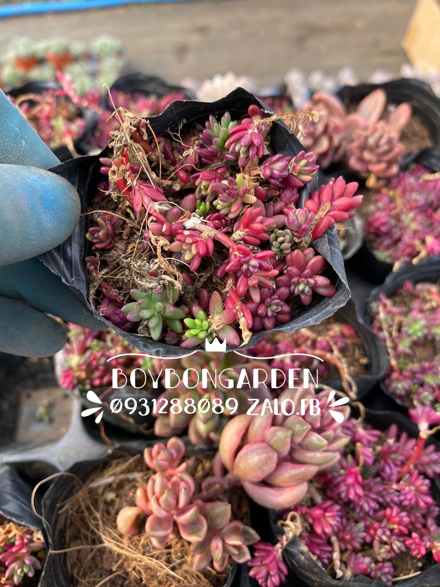 Cây sen đá sedum cẩm tím bầu 6cm_☘️hàng sẵn
