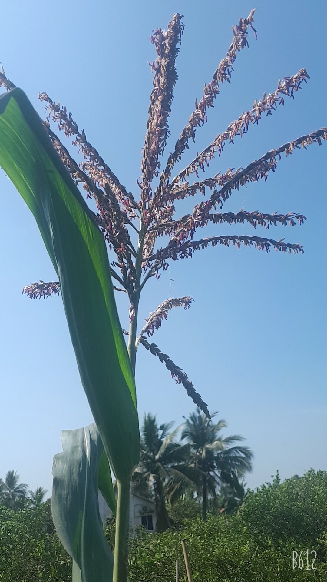 10 HẠT GIỐNG BẮP TÍM ( BẮP NỮ HOÀNG)