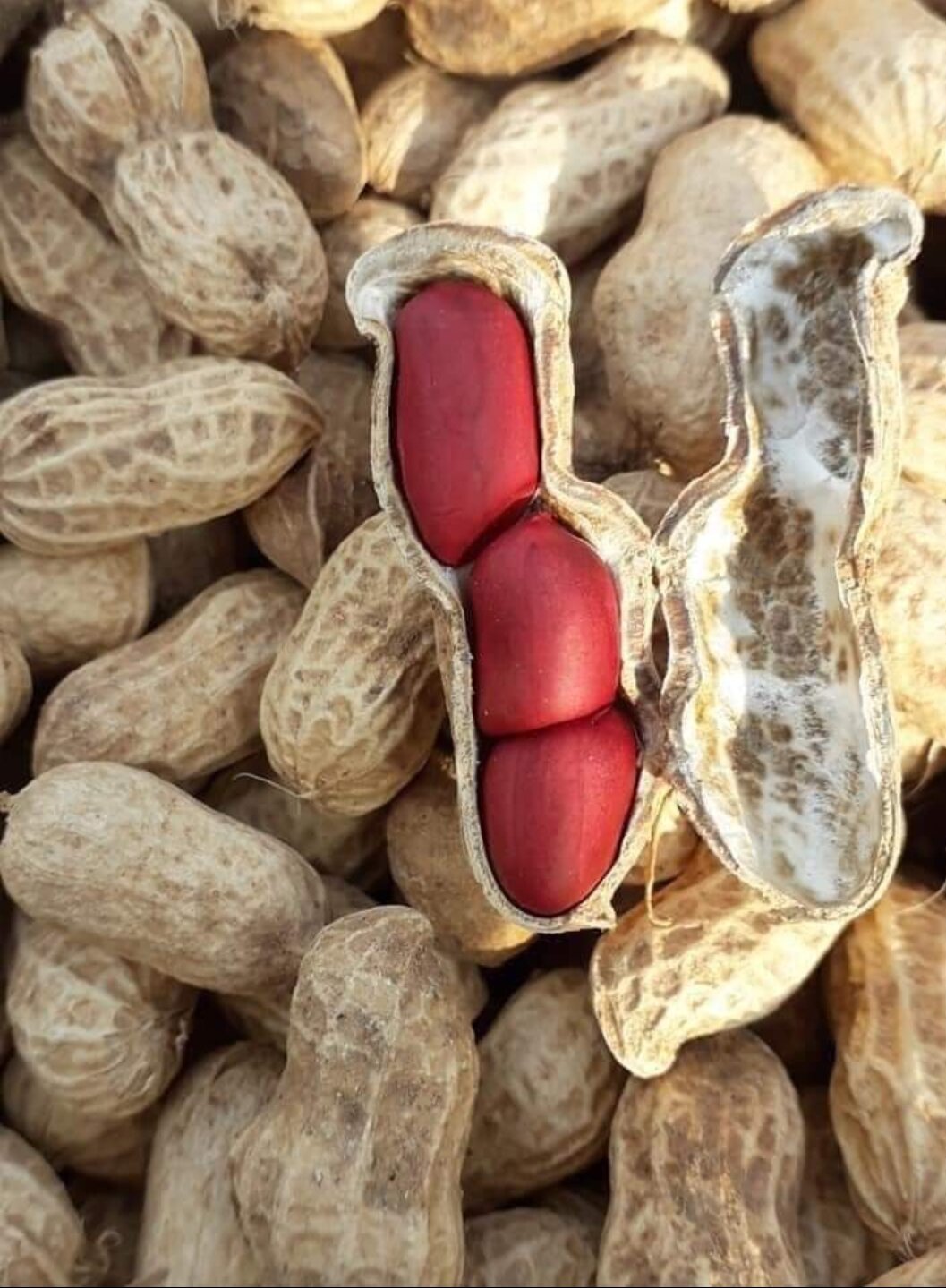 1kg Lạc đỏ giống cũ