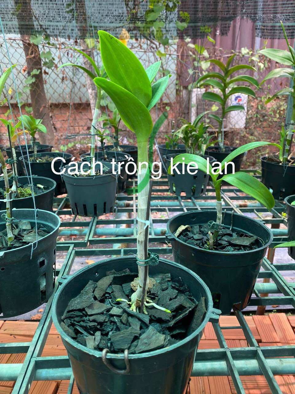 Loại lớn - combo 5 kie lan dendro