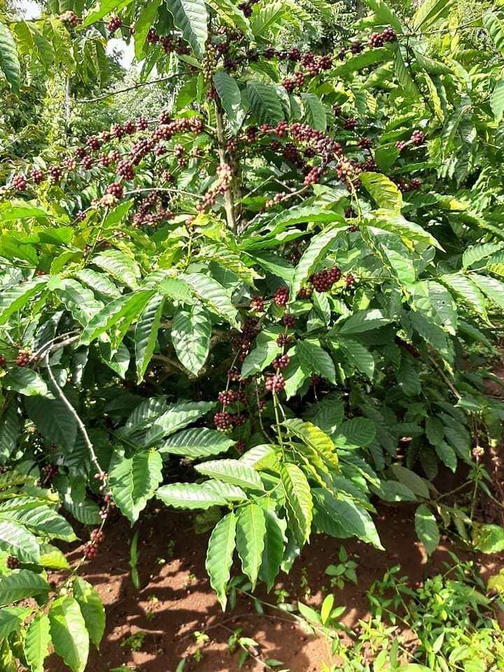 CÀ PHÊ HẠT RANG SẴN