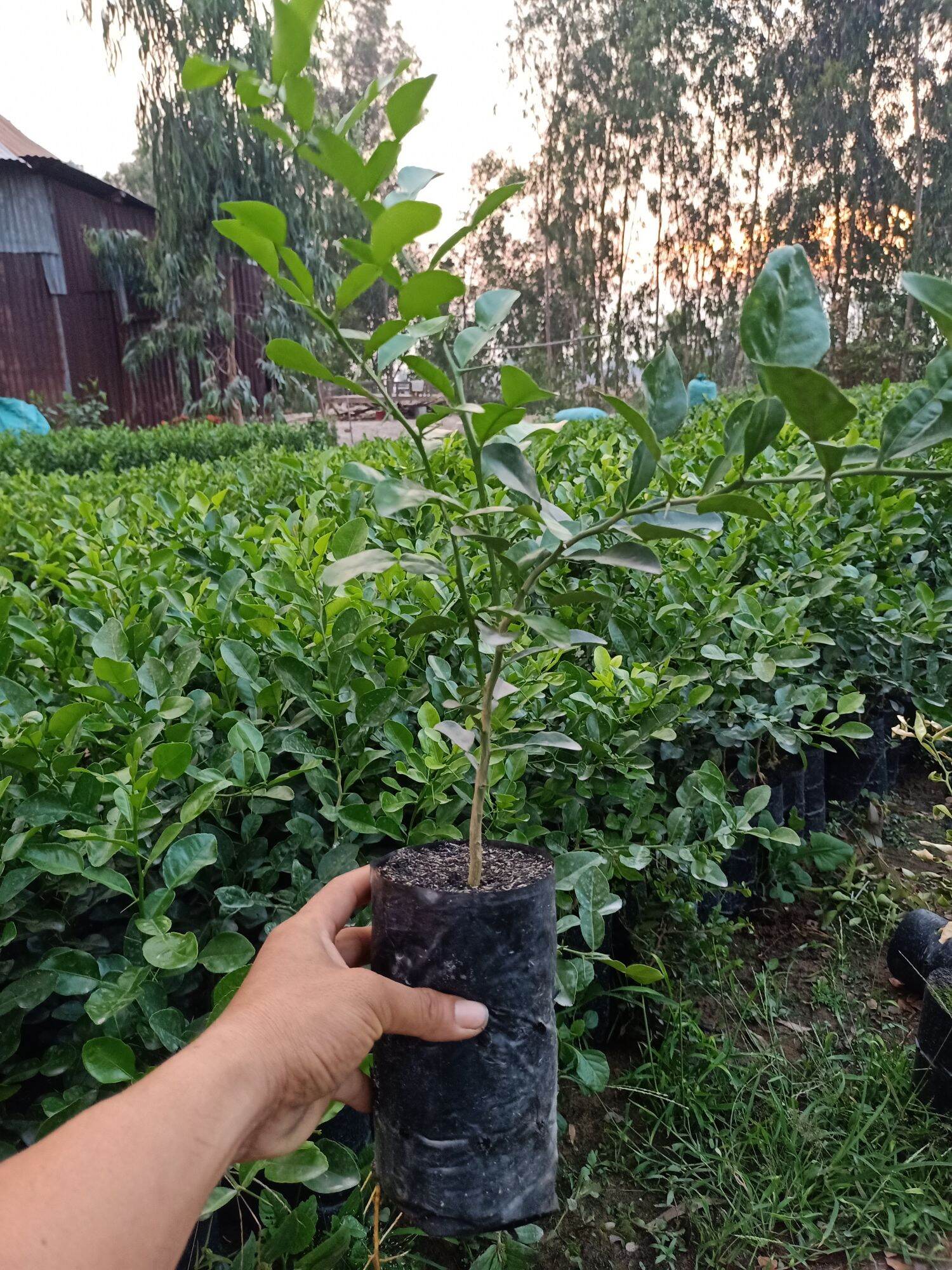 Cây chúc lỡ có nhánh