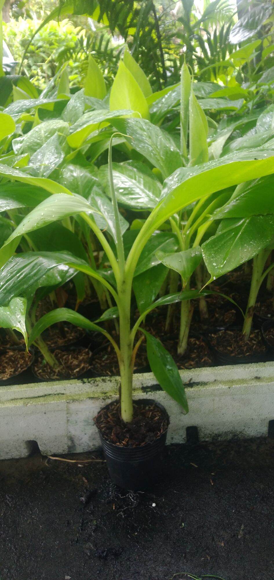 Chuối già Laba (cây giống thuần xứ nóng)