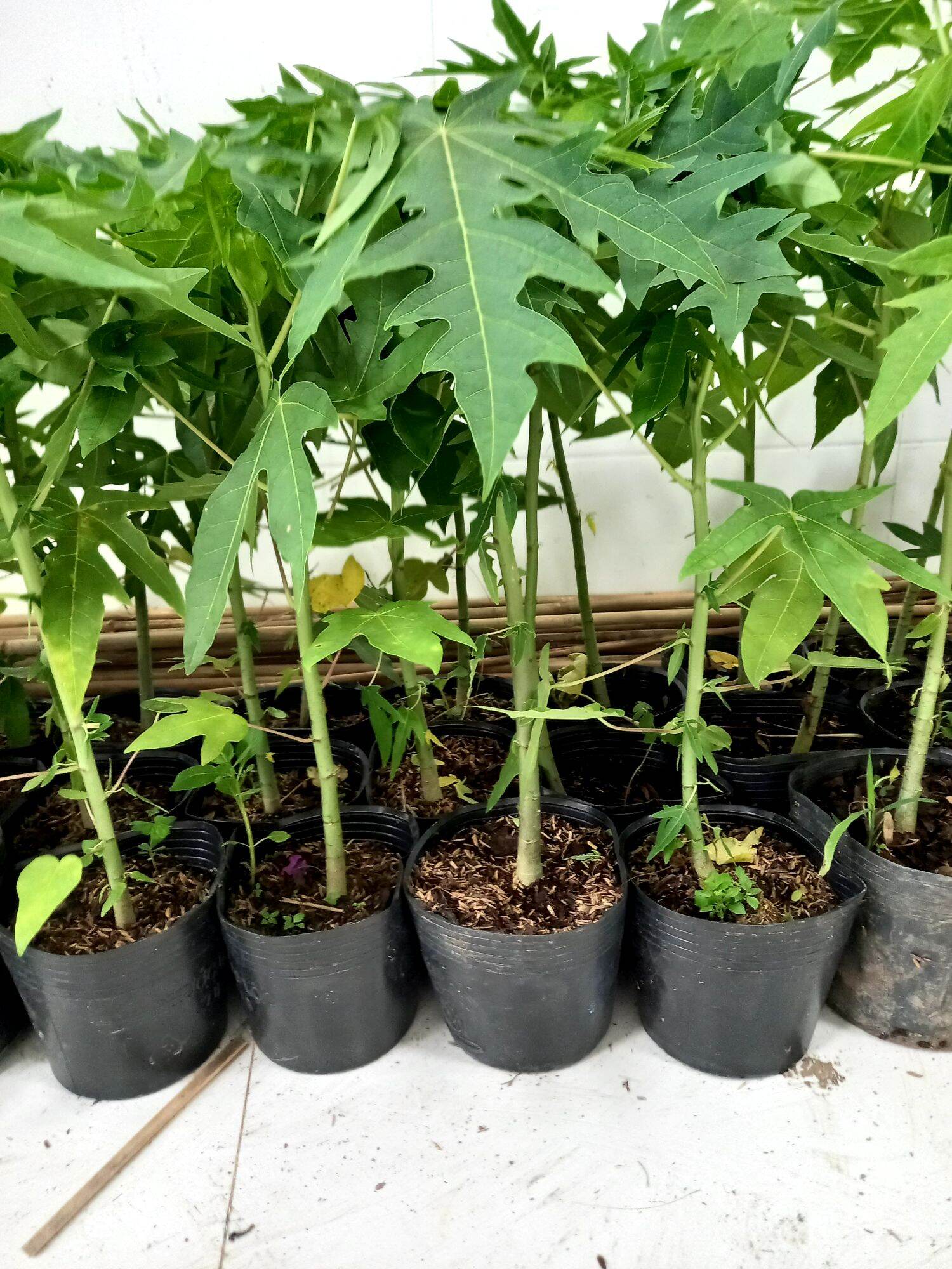 cây đu đủ tím nhật trái to