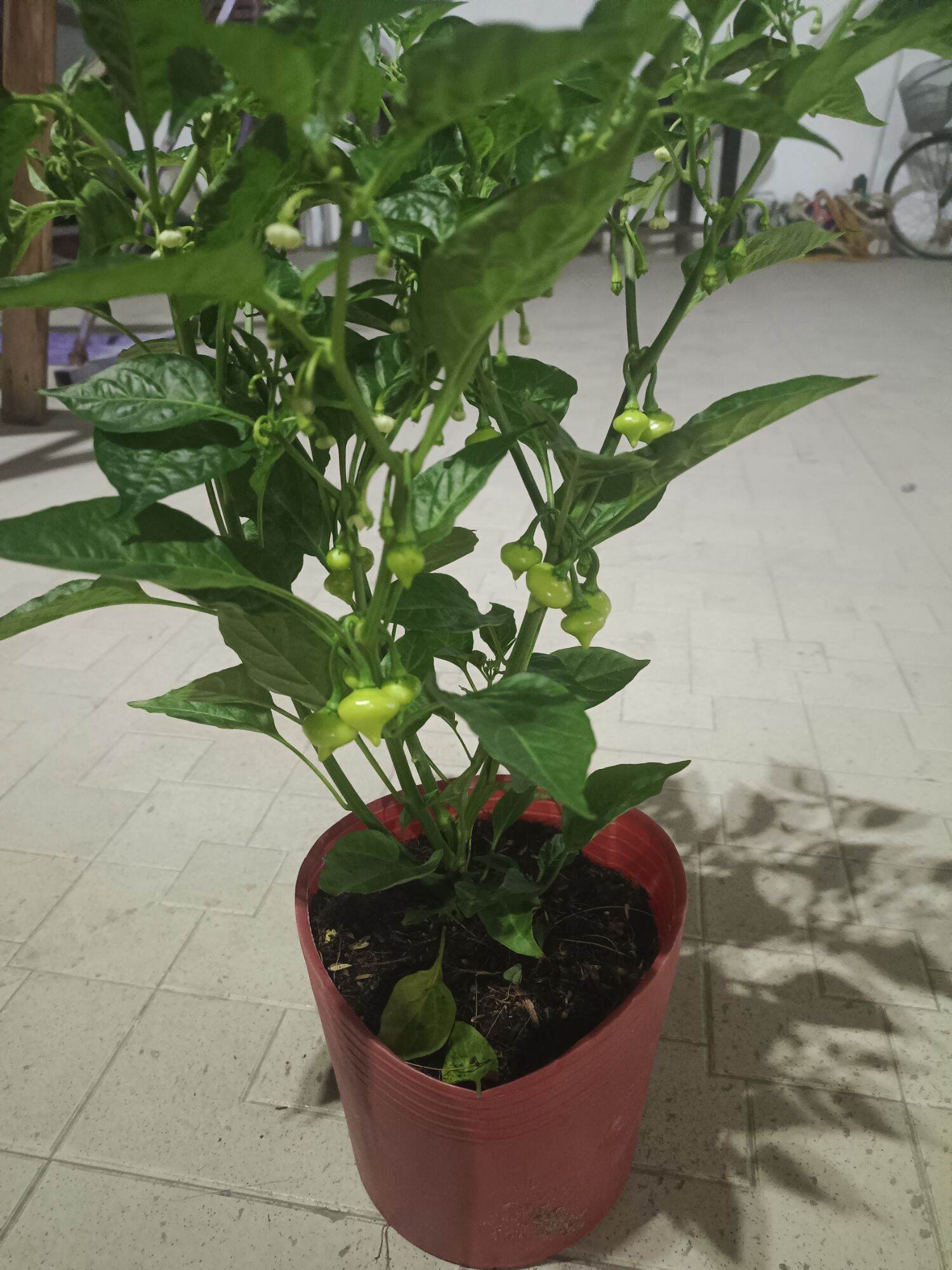 2 cây giống cây con ớt trái tim