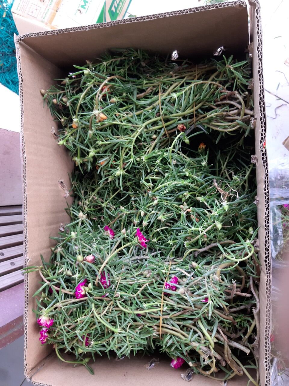 1kg Cành mười giờ 8 màu 49k