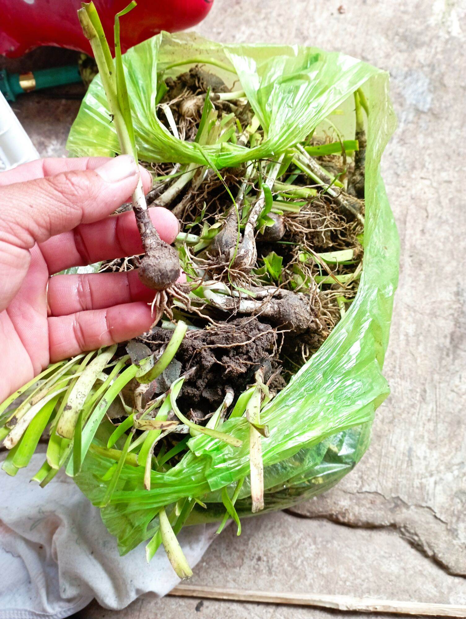 10 củ huệ mưa to như hình