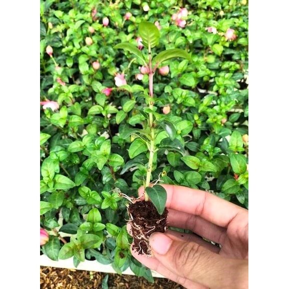 cây giống hoa lồng đèn búp bê(1 bầu cây)