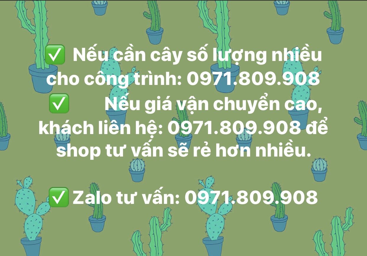Xương rồng tai thỏ ( Loại 0,8-1m )