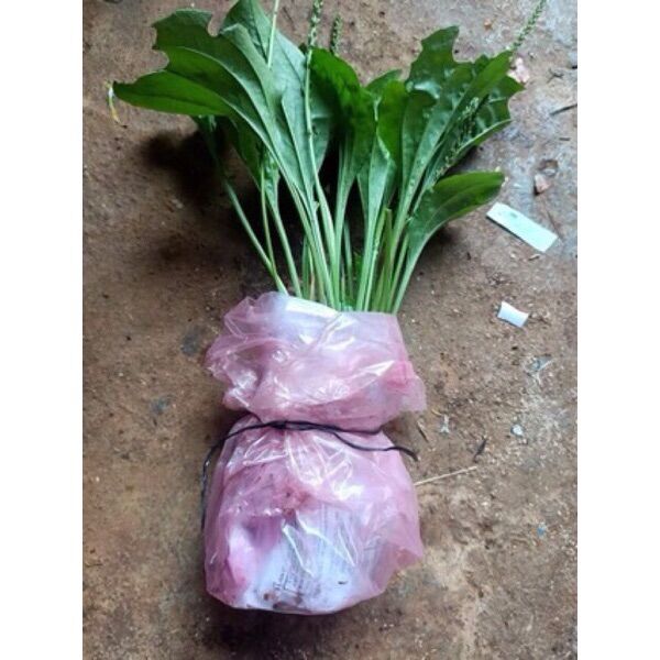 Combo 4 cây mã đề