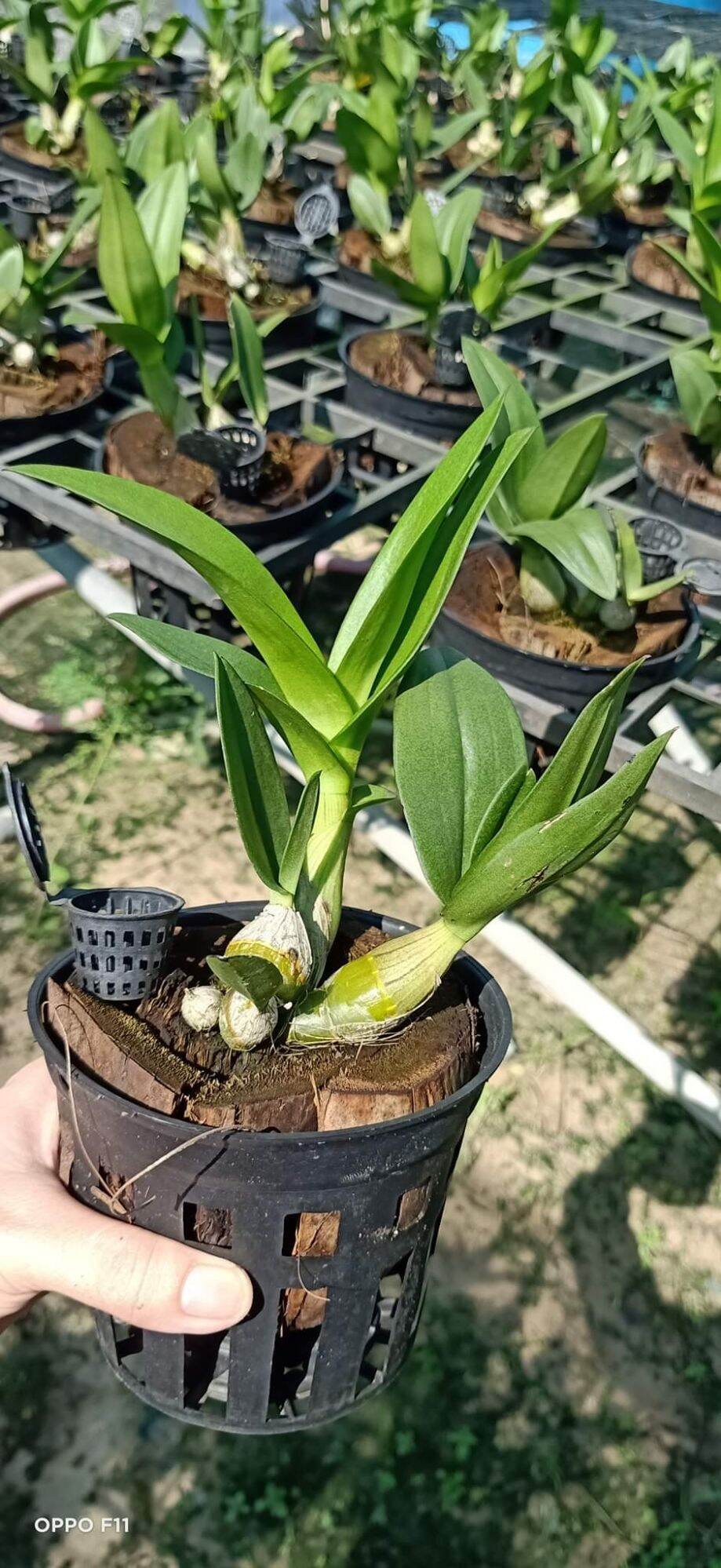 Denro mini trắng họng tím đứng ngọn sắp hoa