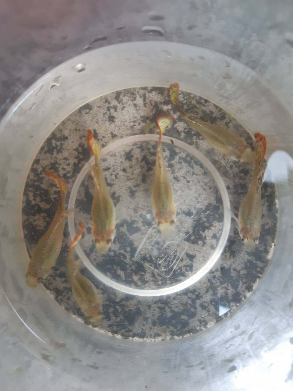 cá bảy màu full gold thịt đen